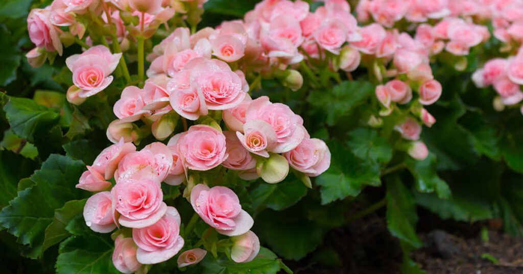 Conoce Las Plantas Que Florecen Todo El A O En Humus Natural