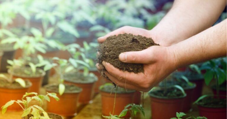 Qu Tipo De Tierra Es Mejor Para Las Plantas En Humus Natural