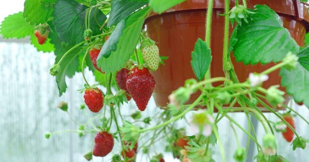 Cuidados De Las Fresas En Maceta En Humus Natural