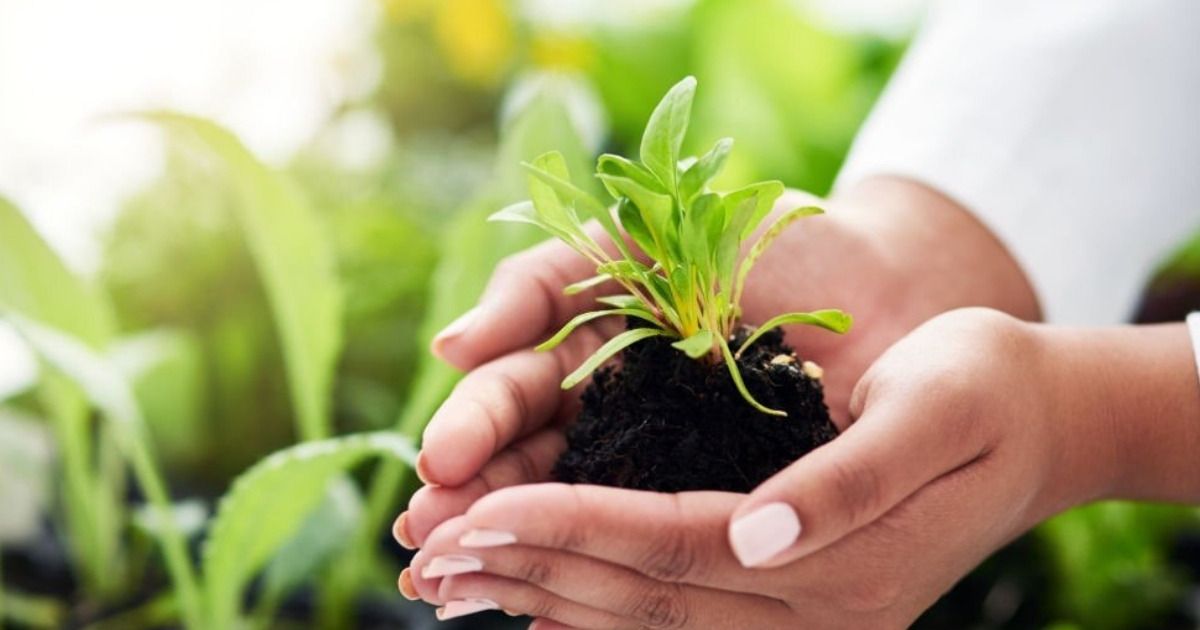 Humos Natural te enseña cómo aplicar el humus de lombriz sólido Humos Natural te enseña cómo aplicar el humus de lombriz sólido