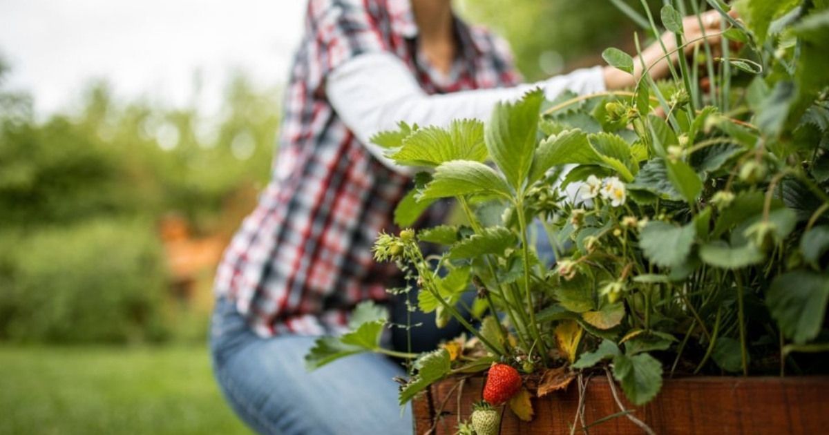 Beneficios de saber qué son los huertos orgánicos 