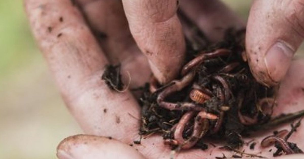 Condiciones para permitir su crecimiento