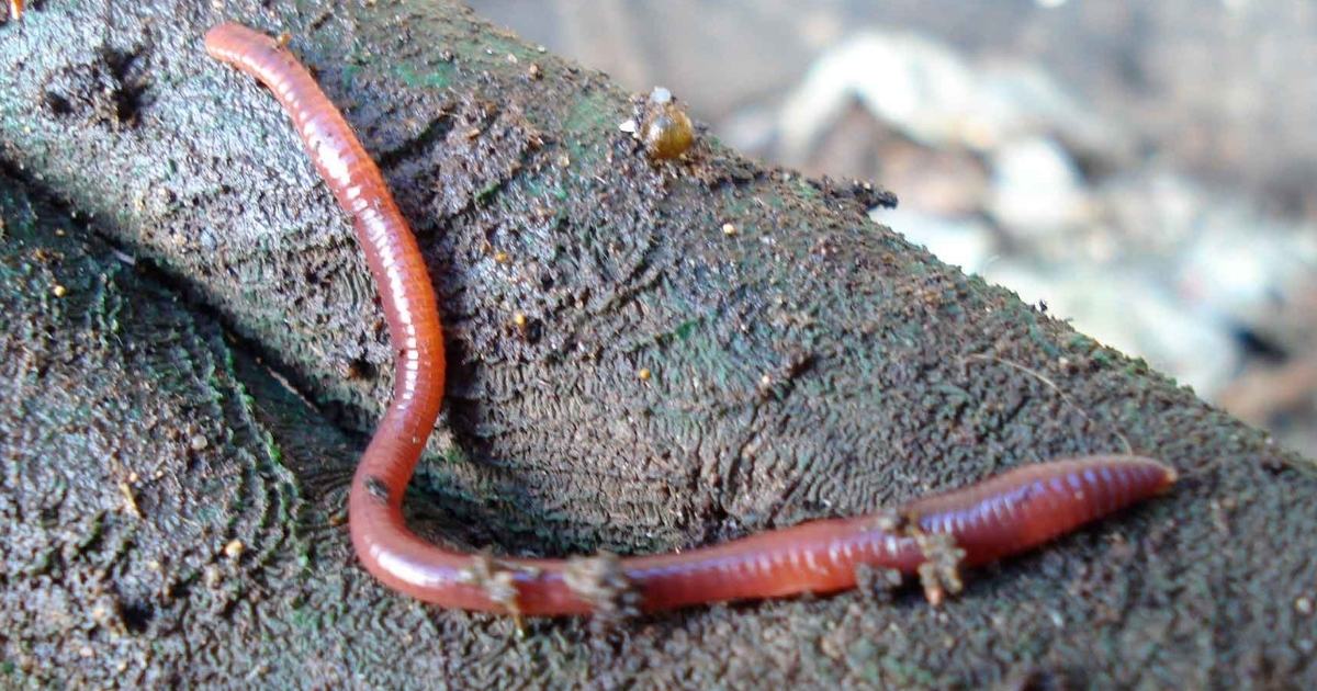 Características de la lombriz roja californiana