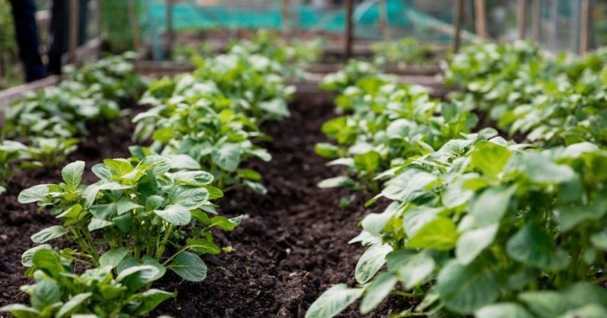 Humus Natural y qué son lo huertos orgánicos