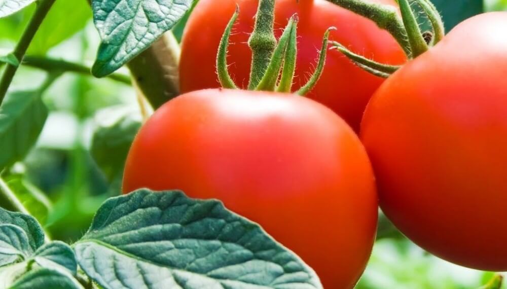 Tips infalibles sobre como se cuida un huerto de forma sencilla 🍅 Tomates huerta infocampo - Tips infalibles sobre como se cuida un huerto de forma sencilla 🍅