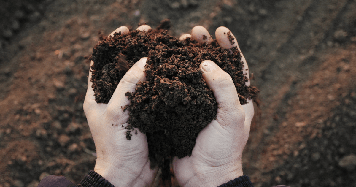 Consejos para identificar las propiedades del compost y el vermicompost en el proceso de fertilización