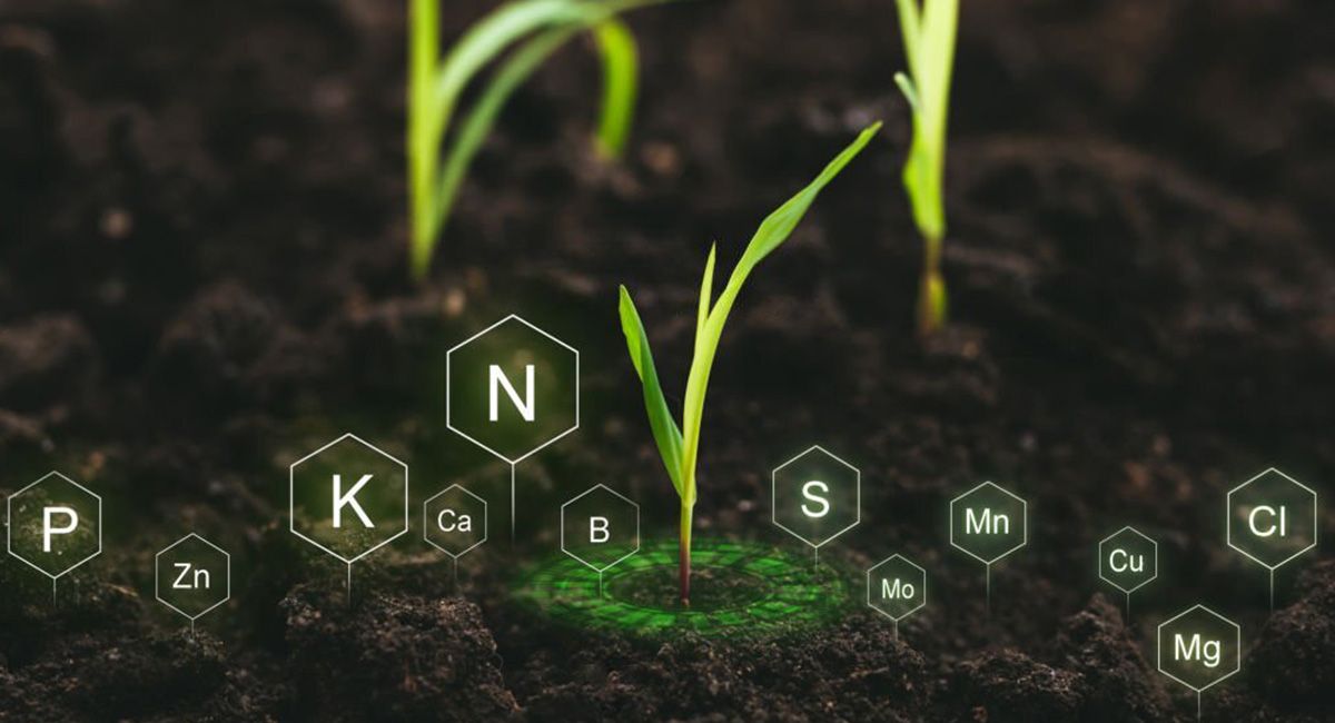Humos Natural te presenta las ventajas de los biofertilizantes en cultivos