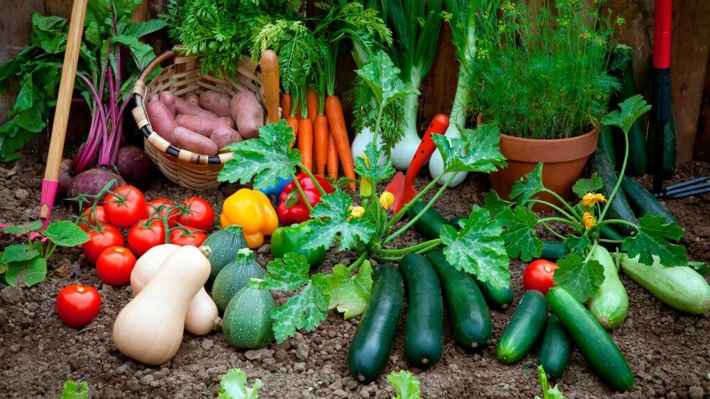 Tips infalibles sobre como se cuida un huerto de forma sencilla 🍅 Huerto cuidados 1 1024x576 - Tips infalibles sobre como se cuida un huerto de forma sencilla 🍅