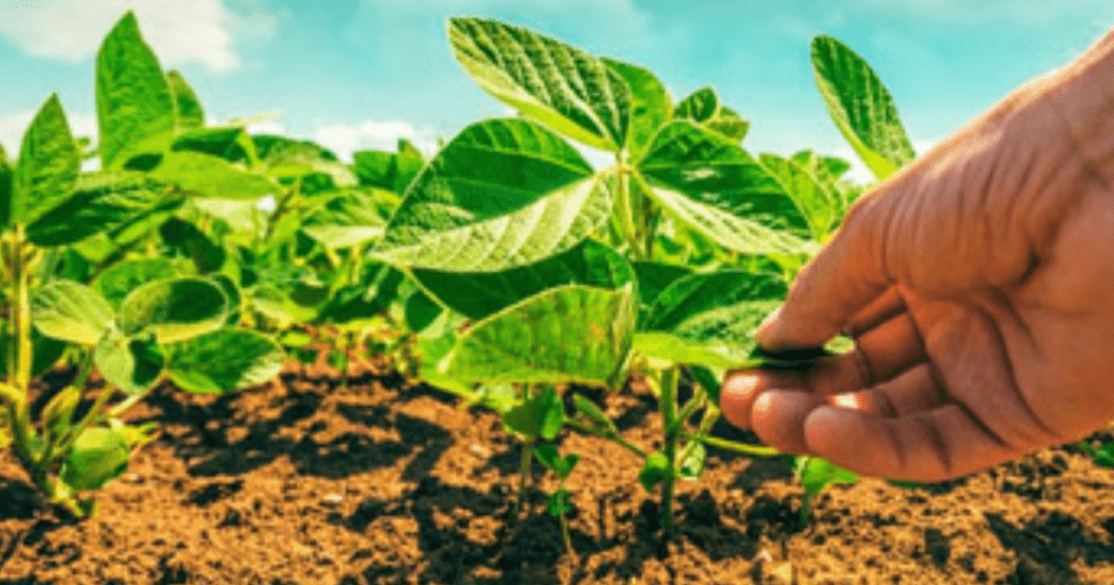 Conoce en qué consiste la agricultura orgánica en Europa