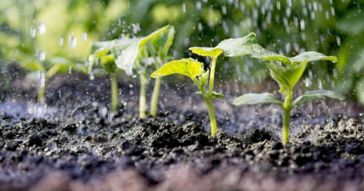 Humus Natural y los benéficos de los microorganismos eficientes