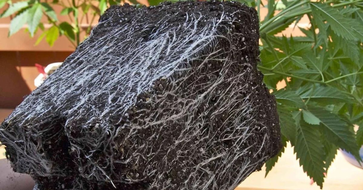 Humus Natural sabr&aacute;s qu&eacute; son las micorrizas y sus ventajas