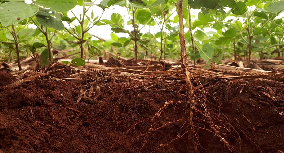 Humos Natural y las rizobacterias promotoras del crecimiento vegetal Humos Natural y las rizobacterias promotoras del crecimiento vegetal