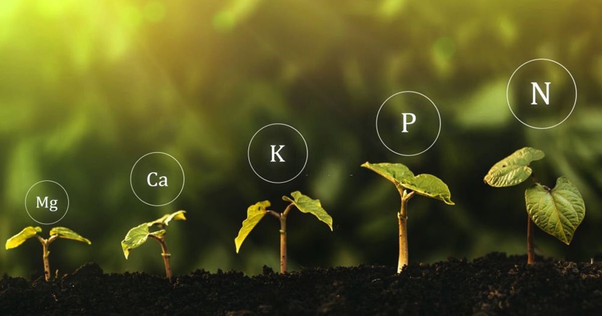 Conoce qué son los biofertilizantes