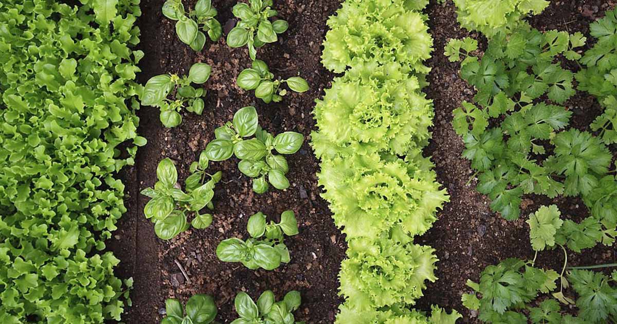 Combinaciones entre plantas alelop&aacute;ticas