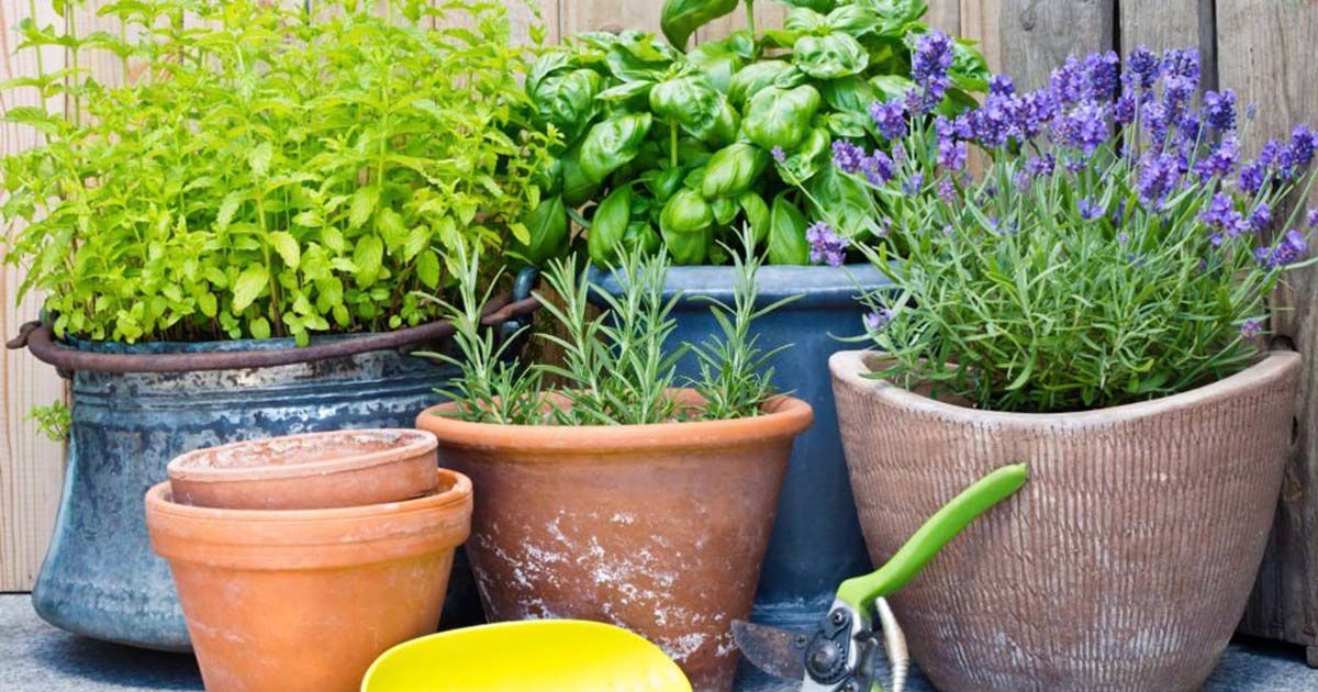 Humus Natural te presenta las plantas alelopáticas