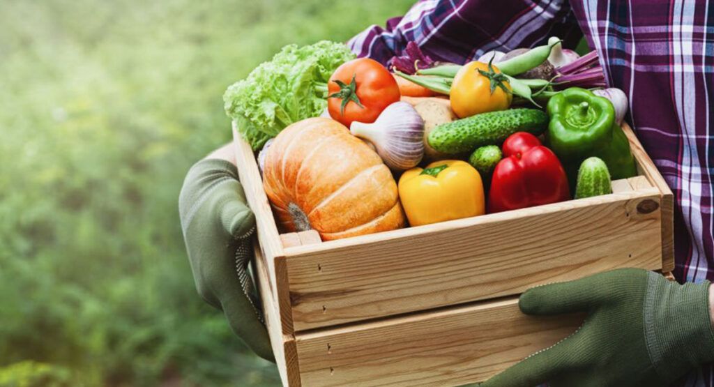 Siembra Por Asociación De Cultivos En El Huerto Humus Natural 🍅