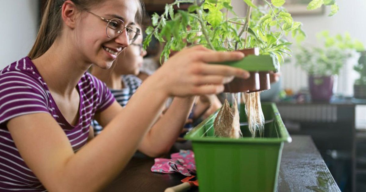 En Humus Natural conocerás qué es un cultivo hidropónico