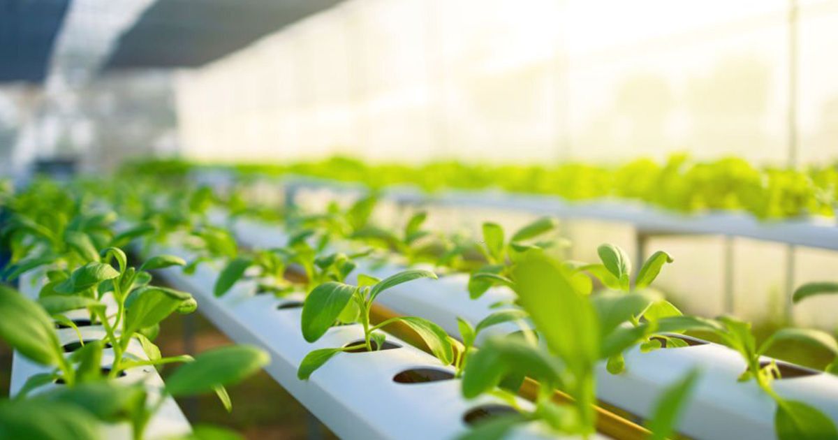 Tecnología para el control del cultivo hidropónica Tecnología para el control del cultivo hidropónica