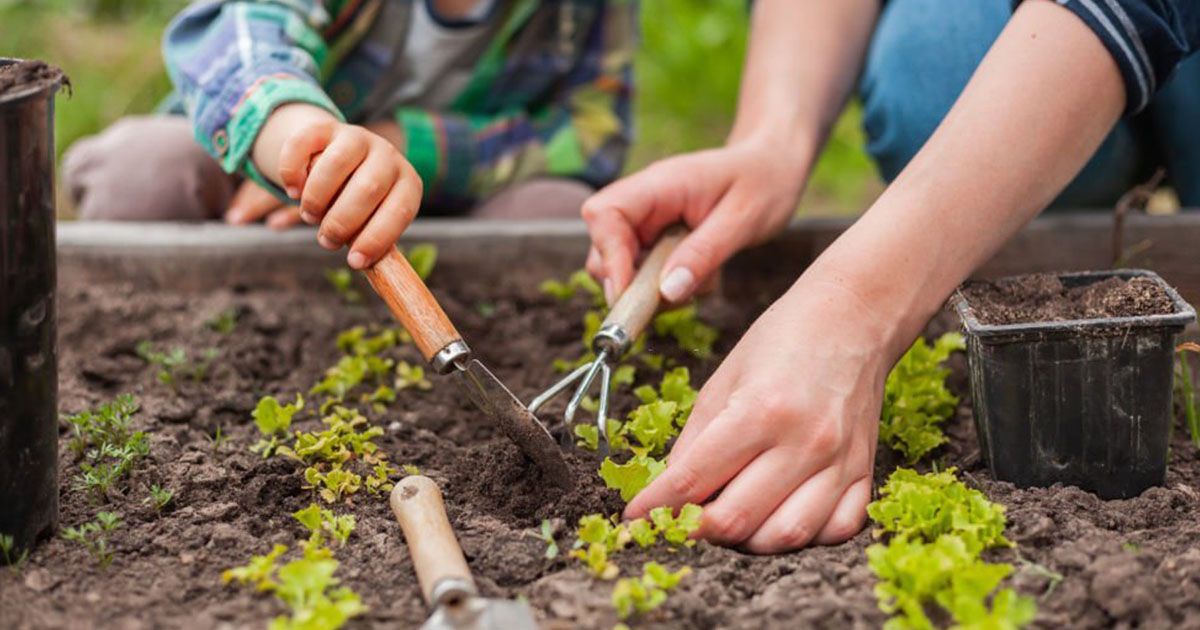 Humus Natural y la importancia de la horticultura ecológica