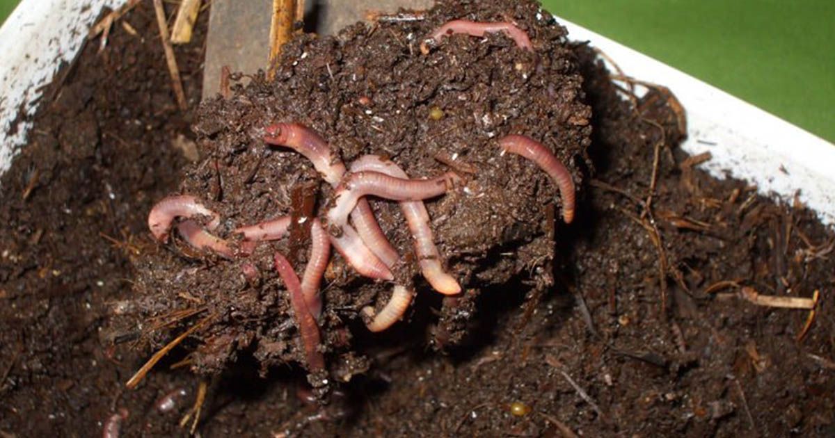 Humus de lombriz y la agricultura ecolog&iacute;a en Espa&ntilde;a