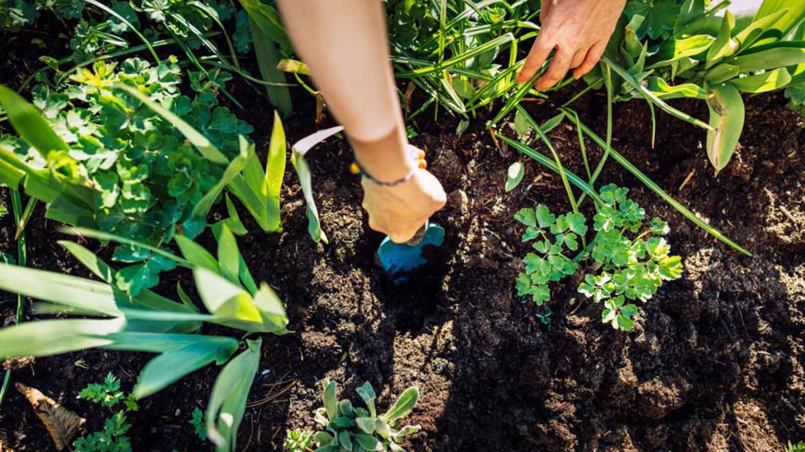 Aprovechar el espacio para potenciar el rendimiento cultivar