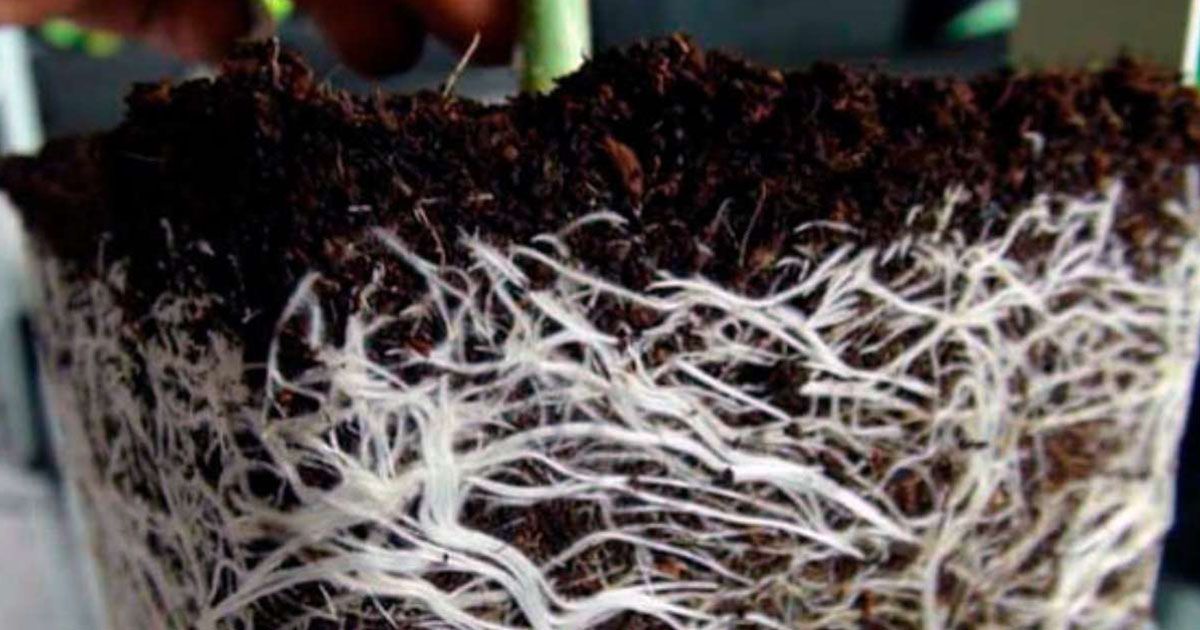 Qué es el hongo Trichoderma y cómo ayuda a tus plantas