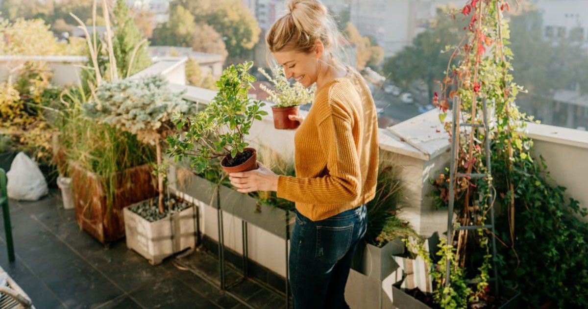Conoce los bioestimulantes de plantas