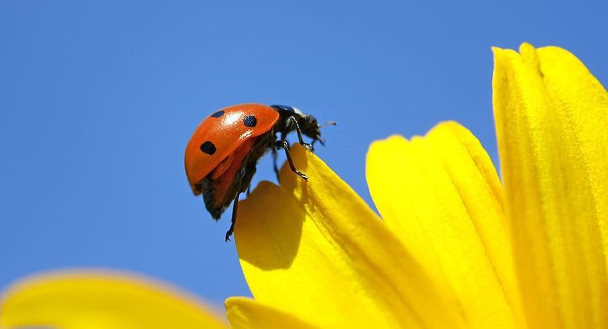 Conoce los insectos beneficiosos en el huerto