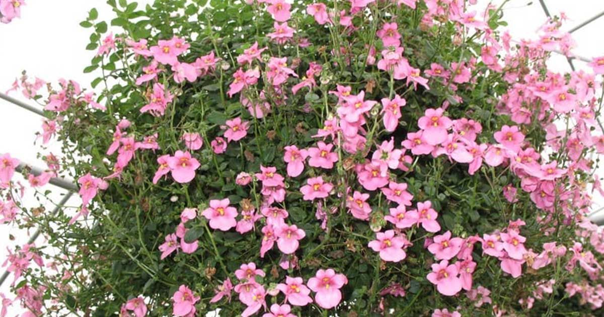 Hermosa plantas colgantes de exterior la reina rosada