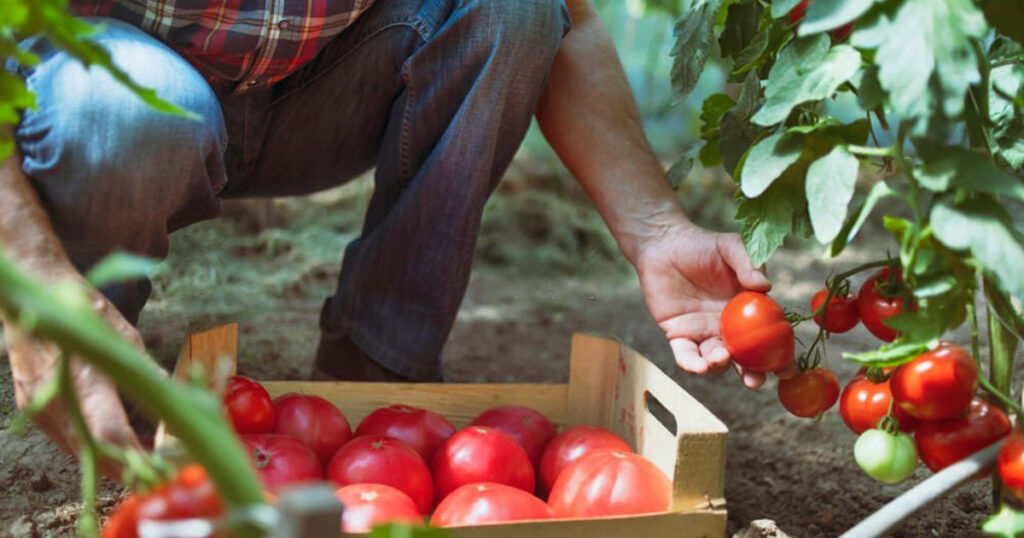 Tomates, una de las plantas más fáciles de cultivar en tu huerta