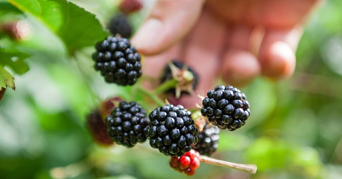 Planta más fáciles de cultivar, las zarzas