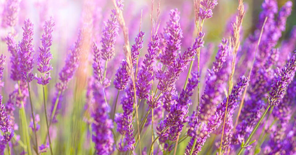 Lavanda una de las plantas que florecen todo el a&ntilde;o