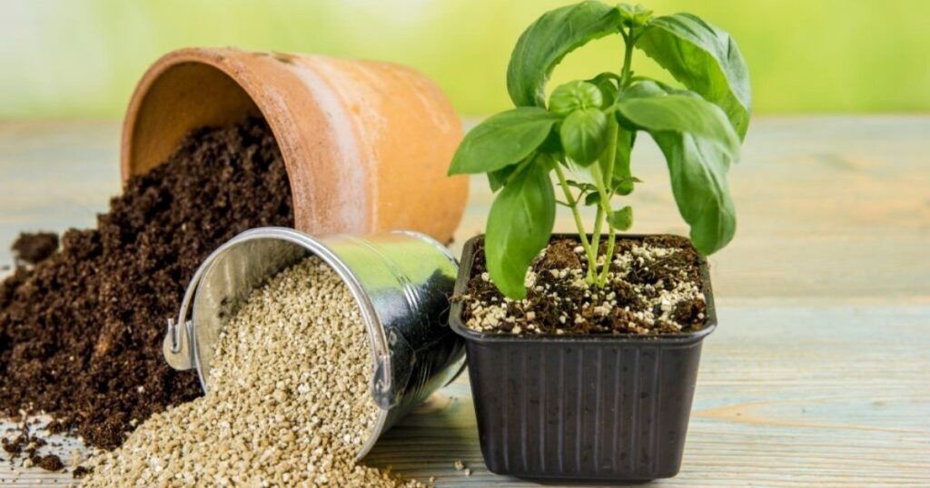 Cuáles plantas les favorece la aplicación de vermiculitas