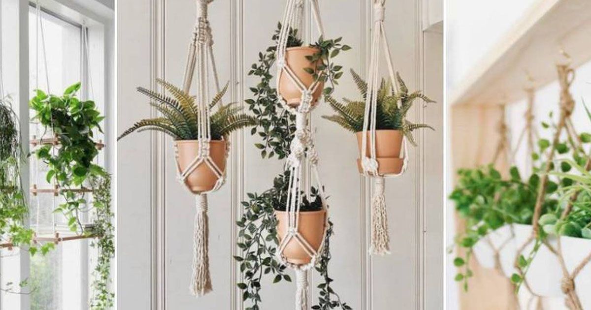 Beneficios de las plantas colgantes de interior Beneficios de las plantas colgantes de interior