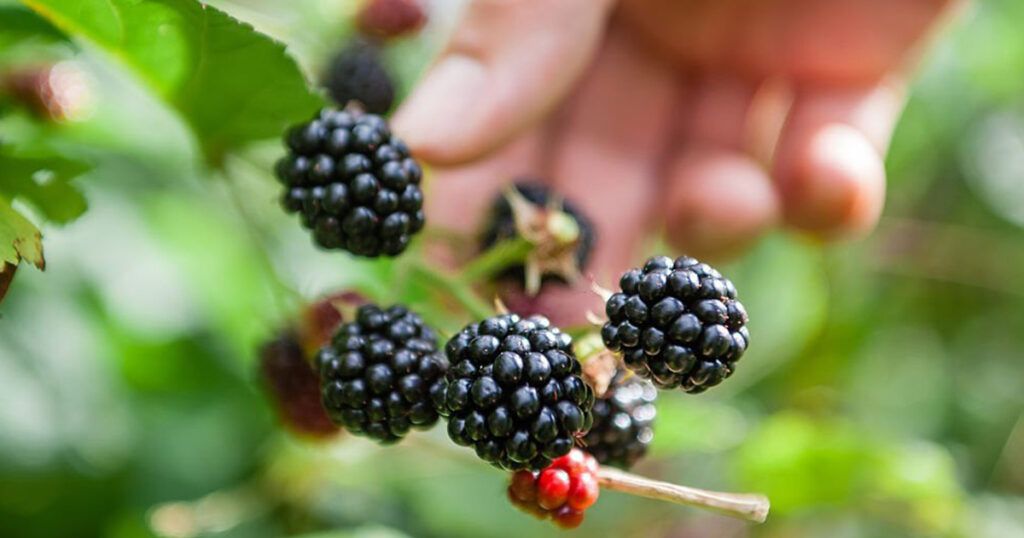 Planta más fáciles de cultivar, las zarzas