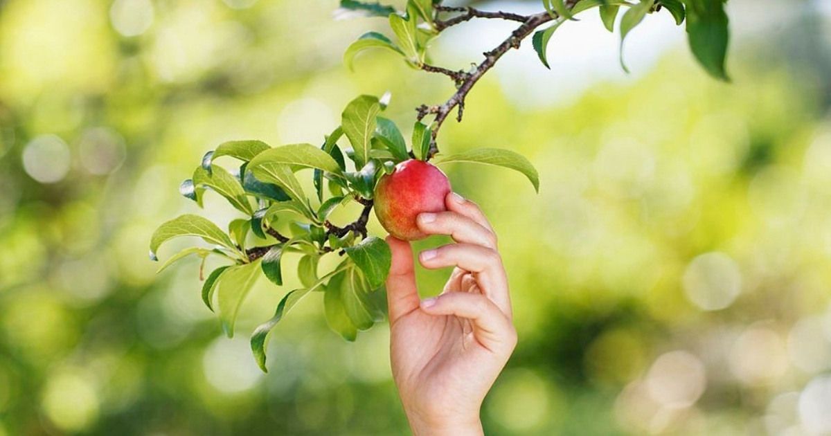 Cuidados de árboles frutales - cosecha Humus Natural y el cuidados de los árboles frutales de tu huerto