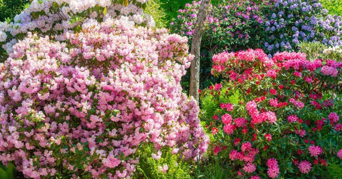 Rododendro, flores de invierno España para exteriores 