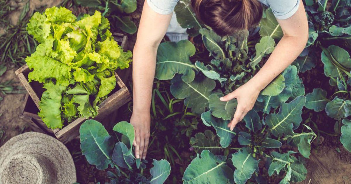 Humus Natural y cómo hacer un huerto ecológico en casa Humus Natural y cómo hacer un huerto ecológico en casa