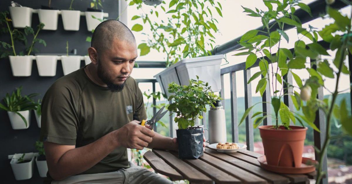 Instalar tu huerta familiar en casa