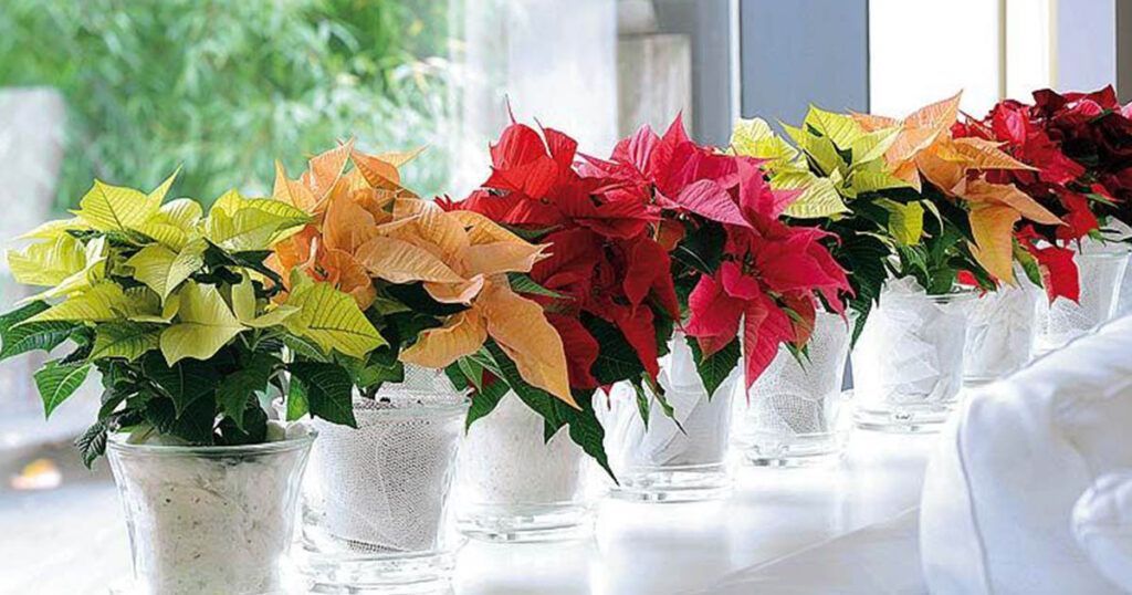 Poinsettia las flores de invierno para interiores preferidas de españa