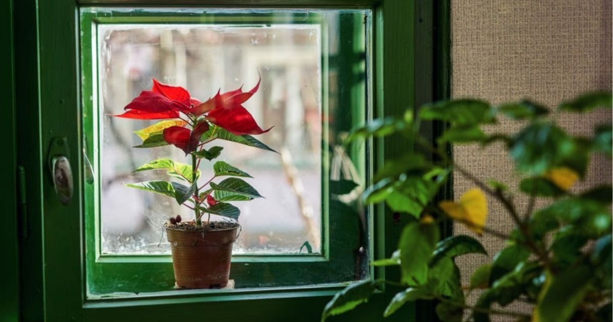 Consejos para dar los mejores cuidados de la poinsettia