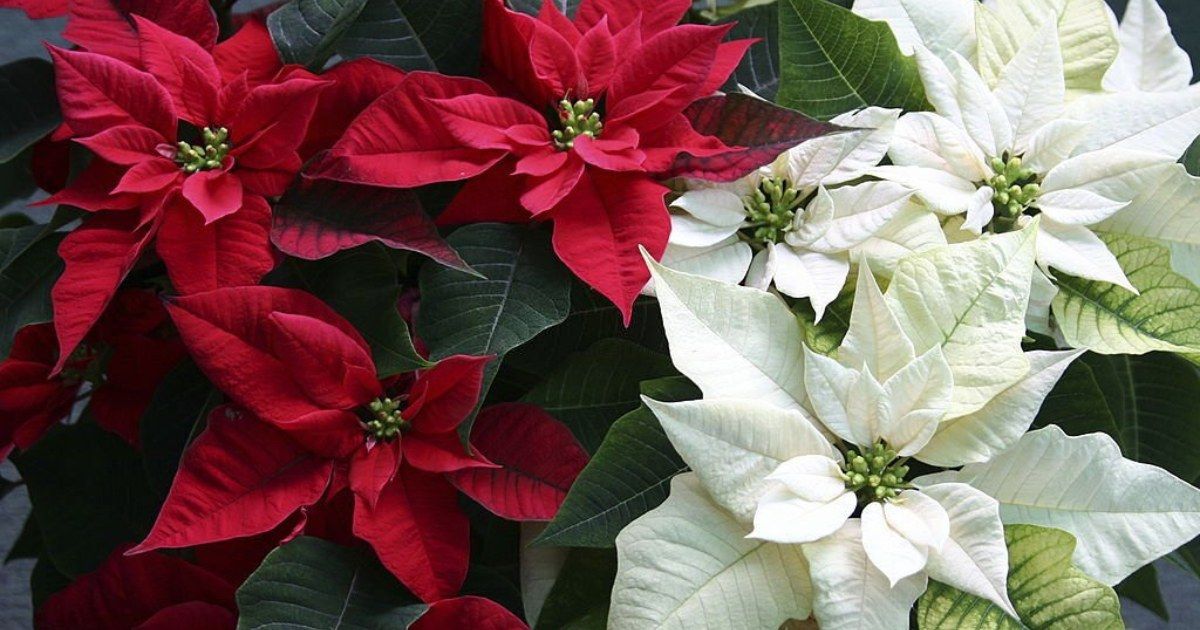 Humus Natural y los cuidados de las flores de pascua