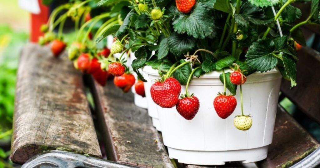 Humus Natural y el Cuidados de las plantas de fresas en maceta