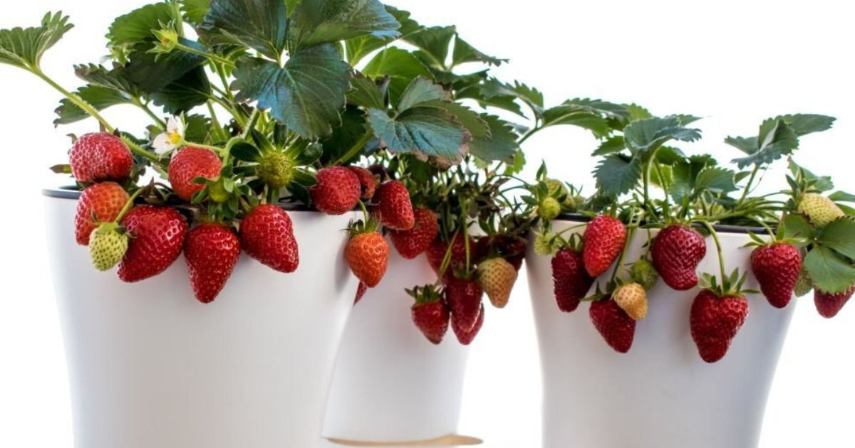 Consideraciones de los cuidados de las fresas en maceta Consideraciones de los cuidados de las fresas en maceta