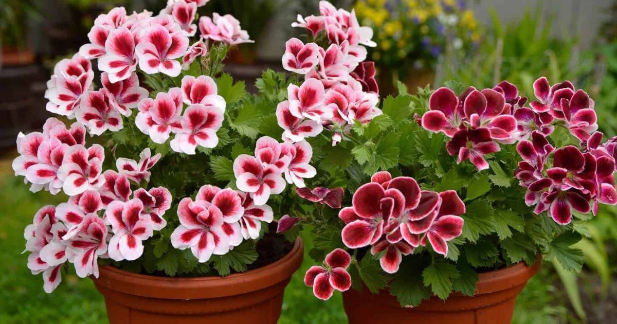 Hermosas flores de geranio todo el año Hermosas flores de geranio todo el año
