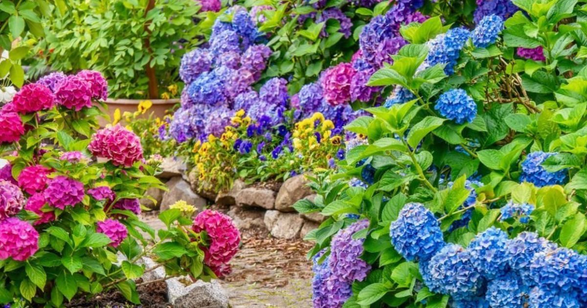 Humus Natural y las plantas con flores todo el año