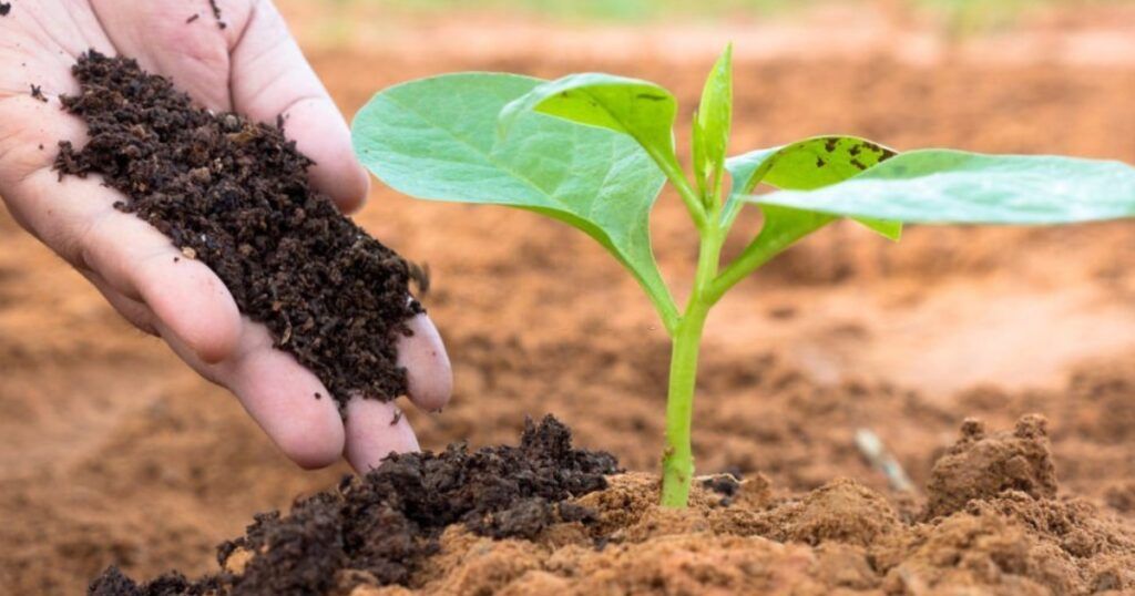 Diferencia entre abono y fertilizante ¿Cuáles son los tipos de abono?