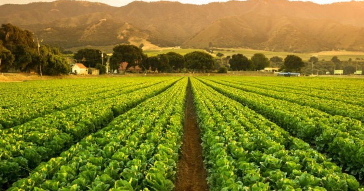 Humus Natural y la rotación de cultivos en la agricultura