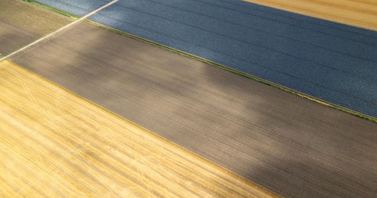 Se puede cultivar durante el proceso de barbecho