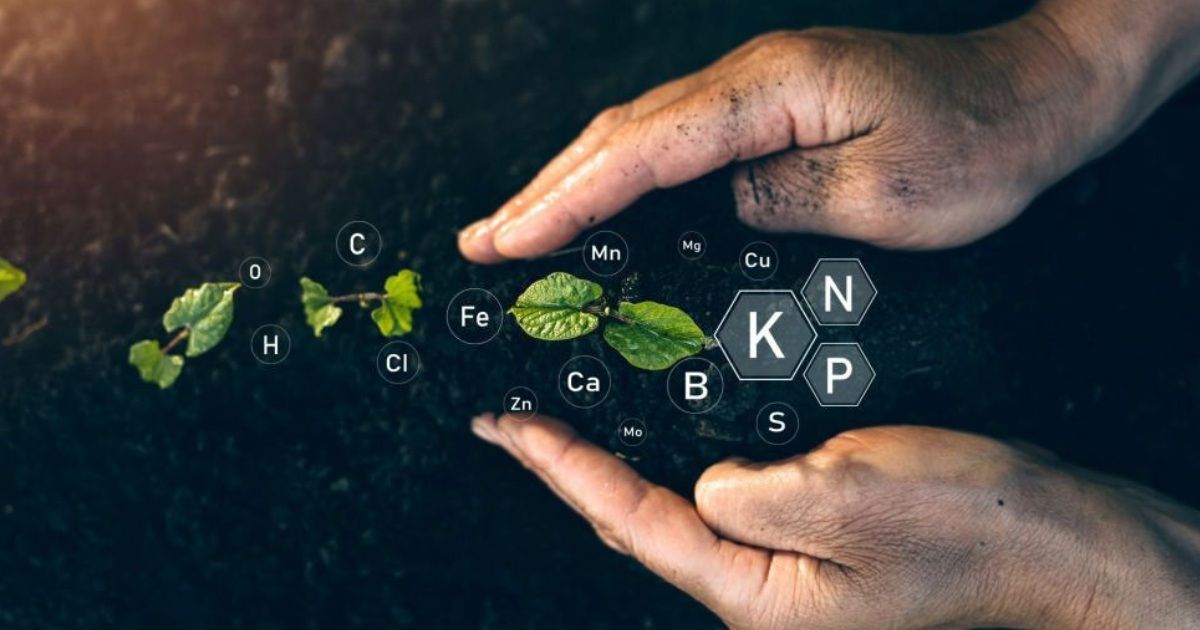 ¿Qué es la rotación de cultivos y qué beneficios aporta? ¿Qué es la rotación de cultivos y qué beneficios aporta?